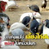 บัณฑิตแม่โจ้ เลี้ยงไก่ตีนโต ไก่ต๊อก สร้างรายได้เสริมอย่างดี ที่สุโขทัย