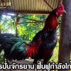 ฟื้นฟูกำลังไก่ชน