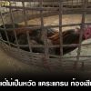  ไก่ซึม แต่ไม่เป็นหวัด แคระแกรน ท้องเสียบ่อย รักษาอย่างไร?