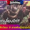 อยากเลี้ยงไก่!! กรมปศุสัตว์แนะ 9 สายพันธุ์  พันธุ์ดี  ตลาดต้องการ  แถมขึ้นทะเบีย