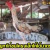 การแก้ปัญหาไก่ชนโครงสร้างเล็กให้ได้มาตรฐาน  