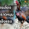 เทคนิคการเลี้ยงไก่ตราดหนุ่มให้แข็งแรง