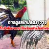 การดูแลไก่ชนหลังปลดระวางหลังจากกรำศึกมานาน