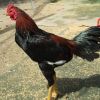 ไก่บ้านเมืองเพรียว สระบุรี ไก่เนื้อก็ได้ ไก่ชนก็ดี
