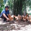อย่ามองข้าม “อาชีพการเลี้ยงไก่ ”ตลาดโตทุกปี สร้าง “เศรษฐี” หน้าใหม่ได้ตลอด