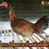 แม่ไก่สาว ไข่แรกจะทิ้งหรือให้ฟักดี ?