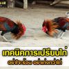 เทคนิคการเปรียบไก่