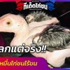 แปลก แต่ จริง เจ้าสิบหมื่นไก่ชนไร้ขน เจ้าของเผยเลี้ยงดูอย่างดี