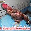 8 ลักษณะไก่ชนที่แพ้ง่าย