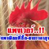 ไก่ที่เลี้ยงเชิงพาณิชย์สายพันธุ์นี้ได้ราคาดีมาก