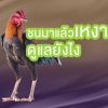 ไก่ชน “เหงา” หลังผ่านการชน ดูเเลยังไง    