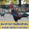 แนวทางการเลี้ยงไก่ชน ให้เติบโต แข็งแรง ต้านทานโรค