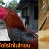 แนวทางการกำจัดไรไก่ในไก่ชน