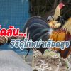 วิธีดูสกุลไก่พม่า  เพื่อมือใหม่จะได้หัดเรียนรู้