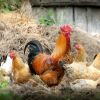 บ้านเราในบางพื้นที่จะมีเมนูแปลกๆโหดๆหลงเหลืออยู่เช่น เมนูไก่กะทิ หรือไก่หลุม