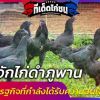 มารู้จักไก่ดำภูพาน สัตว์เศษรฐกิจที่กำลังได้รับความสนใจ 