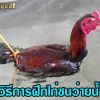 การฝึกไก่ชน