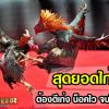 สุดยอดไก่ชน ต้องตีเก่ง น็อคคู่ต่อสู้ไว จบไก่เร็ว