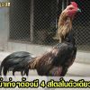 ไก่พม่าลีลาโยกถอดถอยเก่งๆ ต้องมี 4 สไตล์ในตัวเดียว