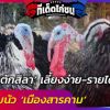 ‘ไก่งวงตักสิลา’ เลี้ยงง่าย-รายได้งาม เมนูแซ่บนัว ‘เมืองสารคาม’