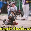 ไก่ชนได้ทุกเชิง ที่เซียนไก่หมายปอง