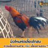 การเป็นมือใหม่หัดเลี้ยงไก่ชน