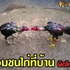 ซ้อมชนไก่ที่บ้าน โดยไม่ได้ขออนุญาต ผิดไหม?