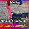 ไก่ลูกผสม