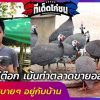 เลี้ยงไก่ต๊อก เน้นทำตลาดขายออนไลน์ ได้เงินสบายๆ อยู่กับบ้าน