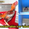 การออกกำลังกายไก่ชน ด้วยกล่องบินไก่