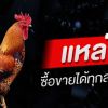 ซื้อขายไก่ชน