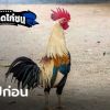 กทม.กาง พ.ร.ก.ฉุกเฉิน ประกาศปิดสนามไก่ชน-วัวชน-ปลากัด ชั่วคราวถึง 31 ส.ค.