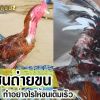 ไก่ชนถ่ายขน ทำอย่างไรให้ขนเต็มเร็ว