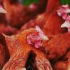 เซียนไก่ครวญ! พิษโควิกระทบหนัก เตรียมยื่นนายกฯขอผ่อนปรนเปิดบ่อนไก่ชน