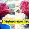 9 วิธีดูลักษณะหูของไก่ชน ที่แข็งแรงมีความเฉลียวฉลาด ชั้นเชิงดี แก้เชิงคู่ต่อสู้