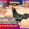 ใครอยากเลี้ยงไก่มาทางนี้ มีสองสายพันธุ์เด็ดๆ แนะนำ ทำตลาดพรีเมี่ยมได้