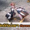 ไก่จิกตีกันบ่อยๆ เกิดจากอะไร?