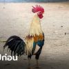 กทม.กาง พ.ร.ก.ฉุกเฉิน ประกาศปิดสนามไก่ชน-วัวชน-ปลากัด ชั่วคราวถึง 31 ส.ค.