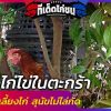 “เลี้ยงไก่ไข่ในตะกร้า” ลดพื้นที่เลี้ยงไก่ สุนัขไม่ไล่กัด ขี้ไก่เป็นปุ๋ยให้ต้นไม้