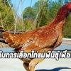 เซียนไก่ชน ต้องรู้ ความสำคัญของแม่ไก่