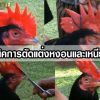 เทคนิคการตัดแต่งหงอนและเหนียงไก่