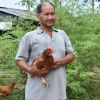 “เลี้ยงไก่ไข่” ไม่ขังกรง ไก่ไม่เครียด เน้นให้หากินเอง อาชีพบ้านๆ สร้างรายได้ดี