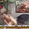 “โครงไก่” โภชนาการที่มีคุณค่าสำหรับไก่ชน