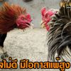 ไก่ใจไม่ดีมีโอกาสแพ้สูง