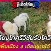 ชวนเลี้ยงไก่ศรีวิชัยรับโควิด-19 ลูกผสมพื้นเมือง 3 เดือนขายได้