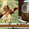 ยาบำรุงกำลังไก่ชน