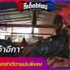 “เจ้าอีกา” แชมป์บ๊อกซ่า แห่ง “ที.ที. ฟาร์ม”
