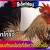 บูทไก่แจ้ไก่สายพันธุ์ชื่อของมันมาจากขนของเท้าและข้อต่อที่เรียกว่าแร้งตัวหนึ่ง