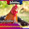 ไก่ชน ในประเทศไทยมีหลากหลายชนิดด้วยกันแต่เราสามารถจำแนกไก่ชน