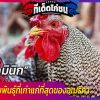 ไก่โดมินิก ที่มีต้นกำเนิดในประเทศสหรัฐอเมริกาในยุคอาณานิคม มันถือเป็นไก่สายพันธุ